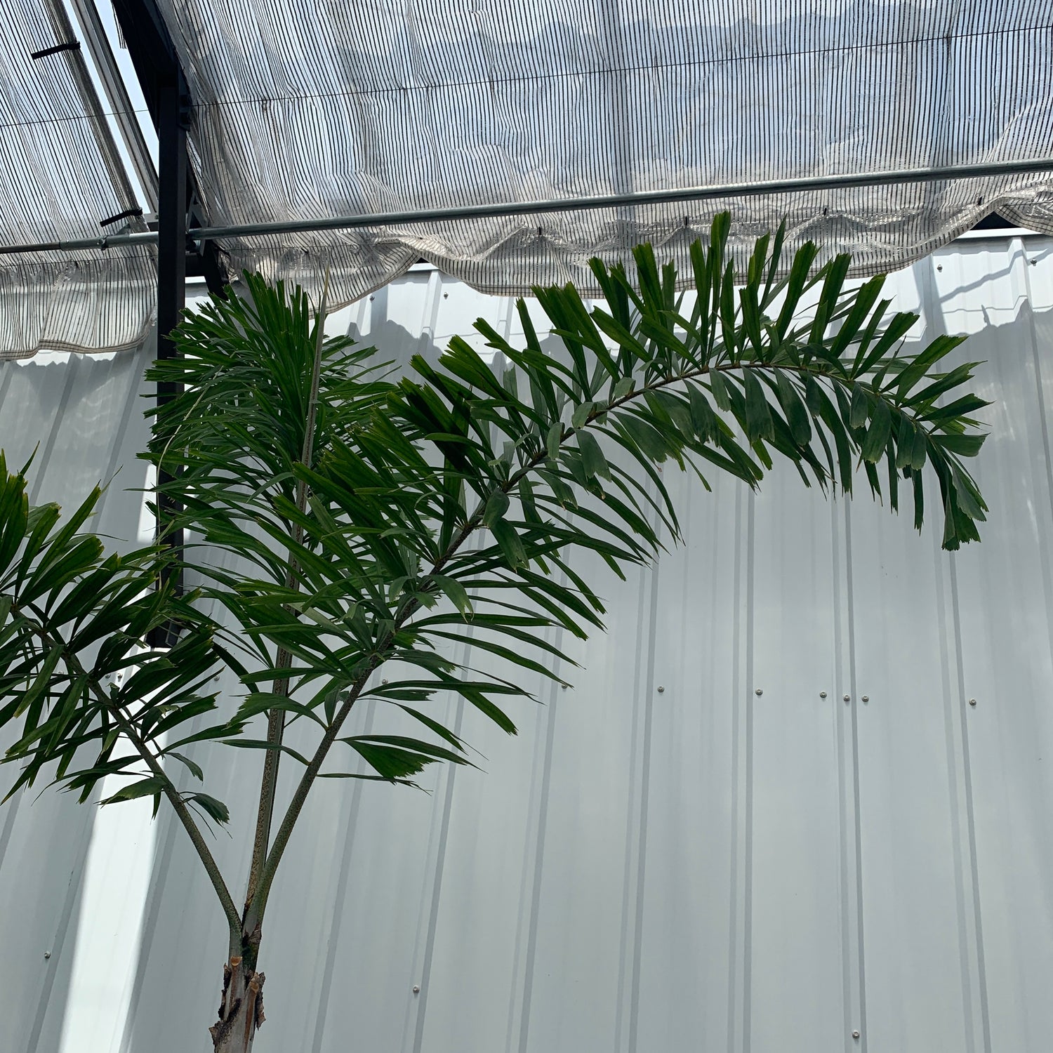 Wodyetia bifurcata - Foxtail Palm - in Lechuza