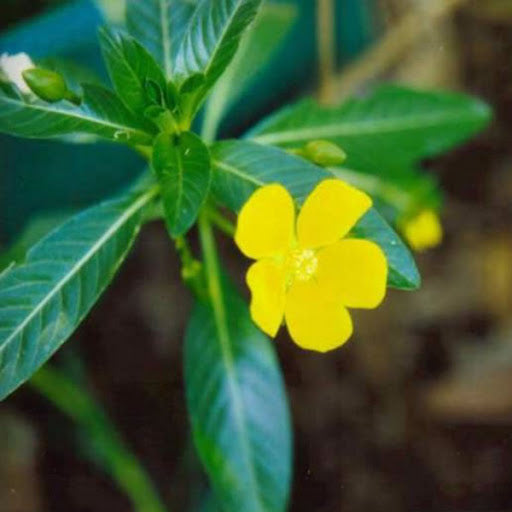 Jussiaea diffusa - Primrose Creeper
